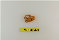 藏品(鋸額豆瓷蟹)的圖片